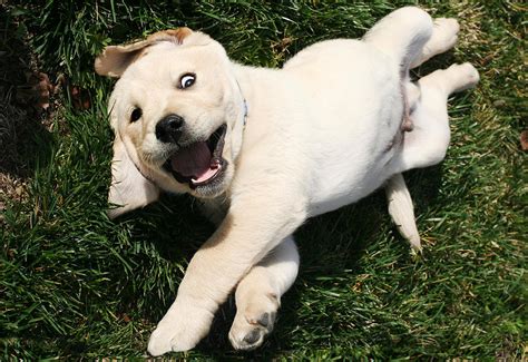 Funny Puppy Photograph by Masha Batkova