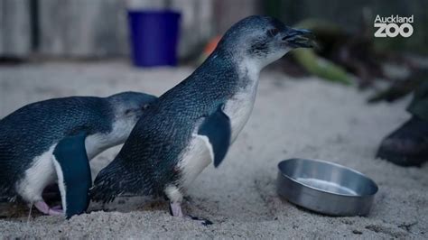 Zoo Tales - Korora - the world's smallest penguin - YouTube