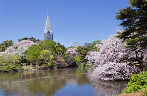 See Japan’s Beautiful Cherry Blossoms in Downtown Shinjuku! - Shinjuku ...