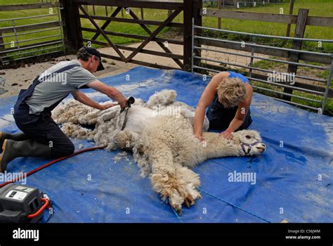 Alpaca shearing hi-res stock photography and images - Alamy