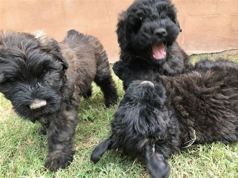 Scottsdale Bouviers - Bouvier Des Flandres Puppies For Sale