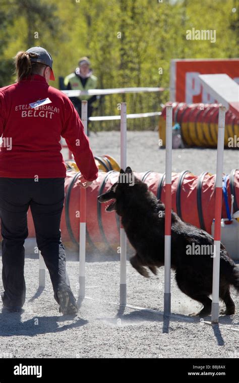 dog agility competition Stock Photo - Alamy