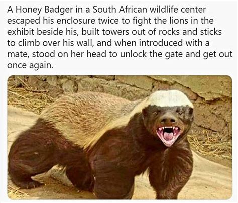 Honey badger with a lot of intelligence and a thirst to fight lions. : r/Bossfight