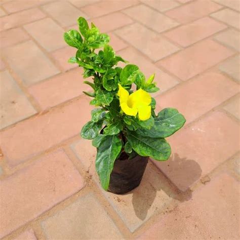 Allamanda Flower Plant at ₹ 99/plant | Chilli Plant in Bengaluru | ID ...