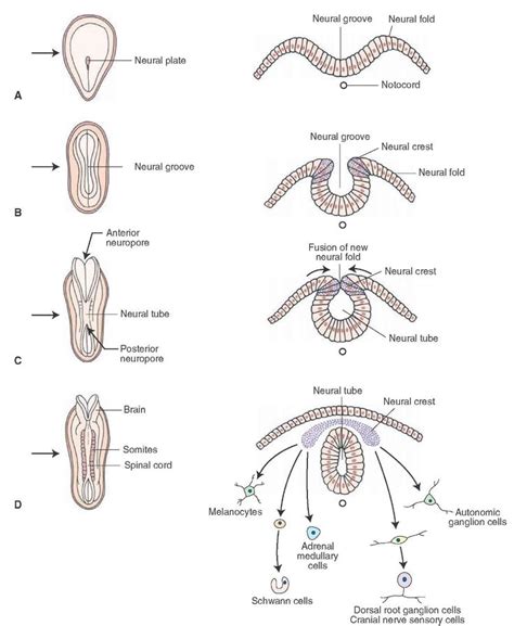 Early embryonic development of the central nervous system. Panels A-D depict early development ...