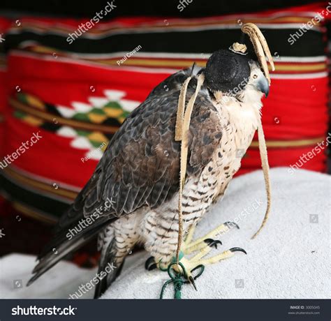 18 Shaheen falcon Images, Stock Photos & Vectors | Shutterstock