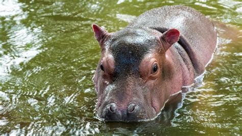 Baby Hippo at San Antonio Zoo Develops the Cutest Case of the Zoomies ...