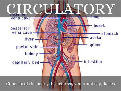 Heart Veins Arteries Capillaries | MedicineBTG.com