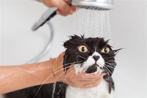 How to Bathe a Cat That Hates Water | Carrollton Vets