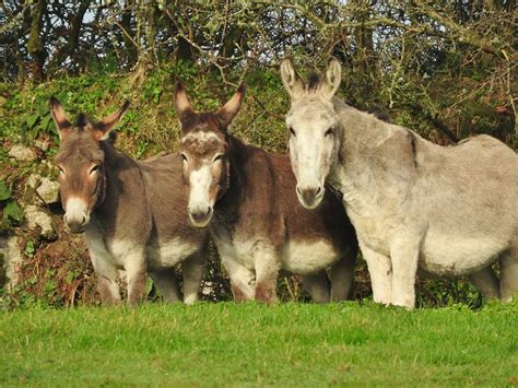 Flicka Foundation Donkey Sanctuary - Kingfisher Cottage