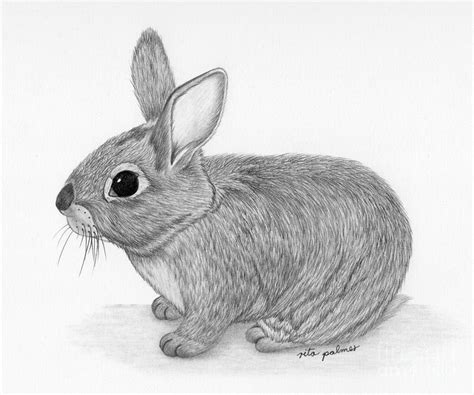 Eastern Cottontail Rabbit Drawing by Rita Palmer