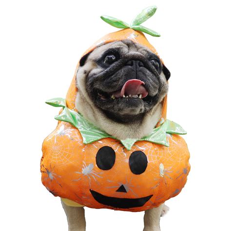 BT Bear Small Dog Pumpkin Outfit,Dog Halloween Pumpkin Costume,Funny ...