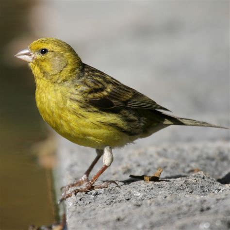 Yellow Canary Facts, Pet Care, Behavior, Diet, Price, Pictures