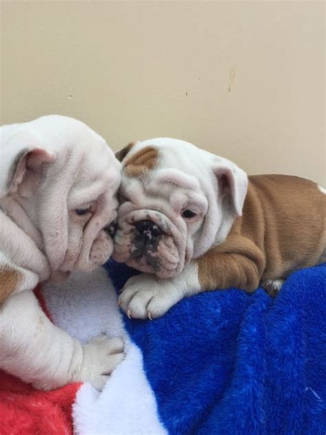 British Bulldog Puppies