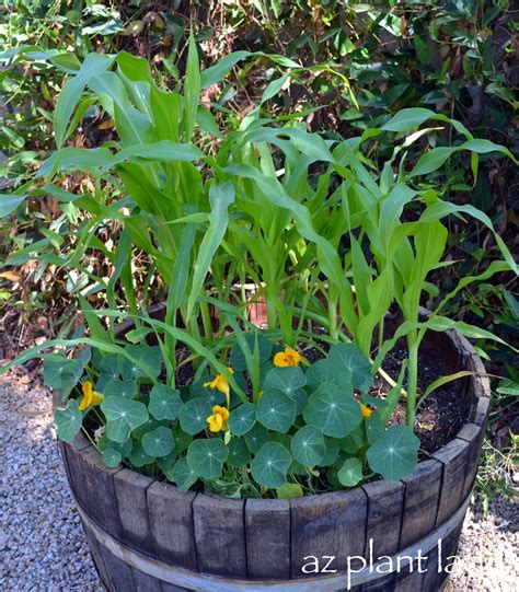 Container Corn is "For The Birds" - Ramblings from a Desert Garden