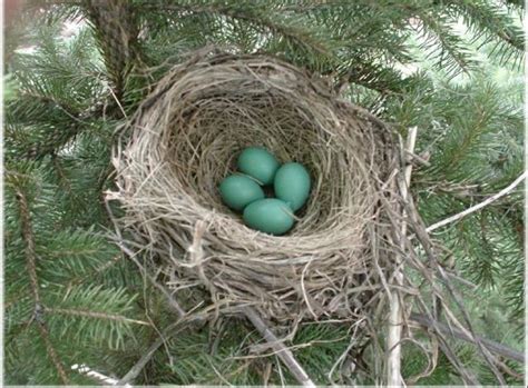 Robin eggs | Backyard birds, Kinds of birds, Common birds