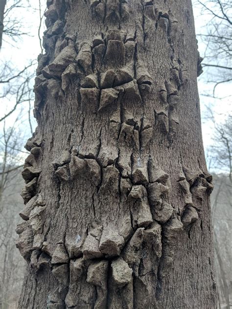 What type of disease or fungus does this tree have? I noticed a few other trees, some dead, also ...