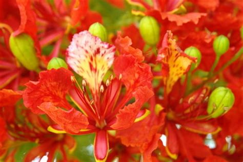 How to Germinate Royal Poinciana Seeds | Hunker | Royal poinciana, Poinciana, Tree seeds