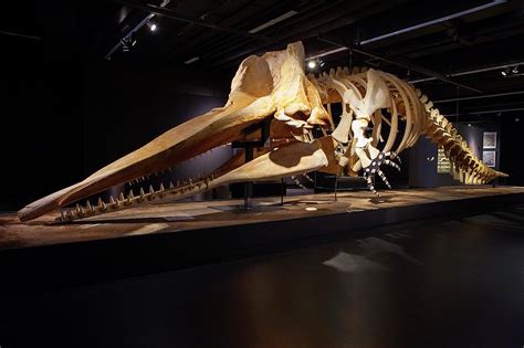 Sperm Whale Skeleton Display Photograph by Thomas Fredberg