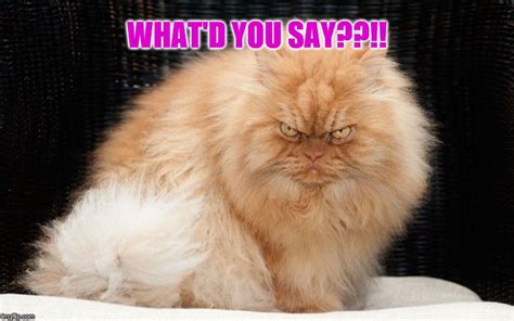 Angry Cat - What'd You Say??!! - Imgflip