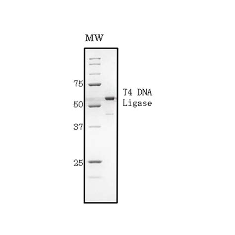 T4 DNA Ligase with reaction buffer and ATP (5x20000 units)