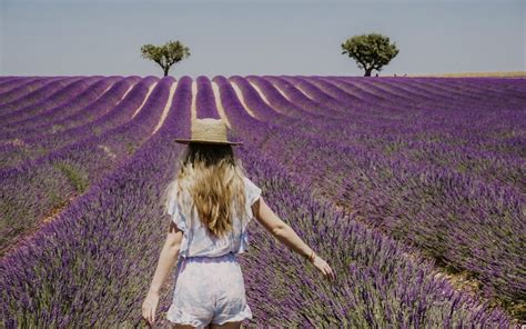 How to Visit the Provence Lavender Fields in Valensole, France