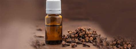 Clove Oil Benefits And Its Side Effects | Lybrate