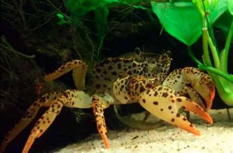 Panther Crab – Detailed Guide: Care, Diet, and Breeding - Shrimp and Snail Breeder