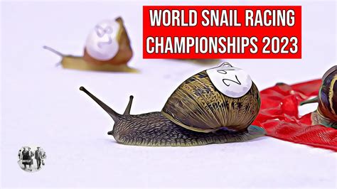 The World Snail Racing Championships - 2023 - YouTube