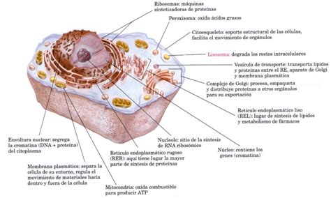 La Celula