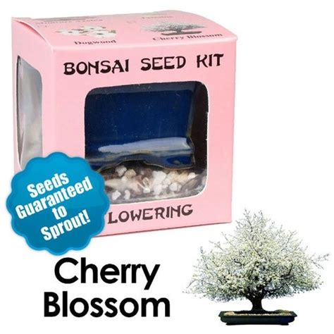 Cherry Blossom Bonsai Seed Kit | Eve's Garden Gifts