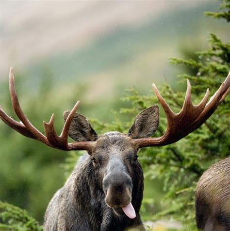 10 best Moose Memes images on Pinterest | Funny animals, Elk and Funny ...