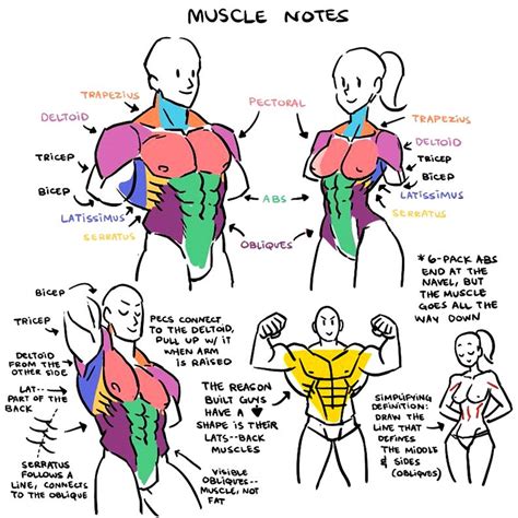Pin by panicdrillz on ART REFERENCES - Unisex Anatomy | Human anatomy drawing, Drawing reference ...