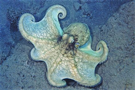 Caribbean reef octopus - Alchetron, The Free Social Encyclopedia