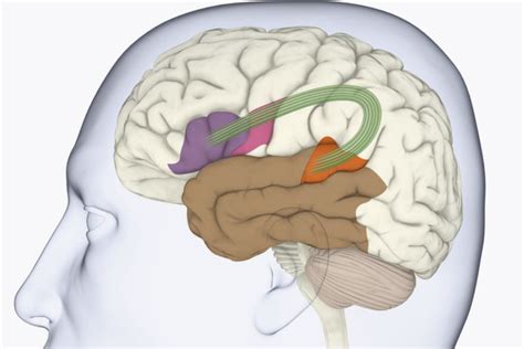 Wernicke's Area in the Brain