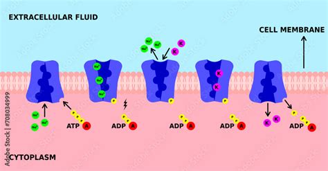 Sodium potassium pump. K, Na pump. Active transport through cell ...