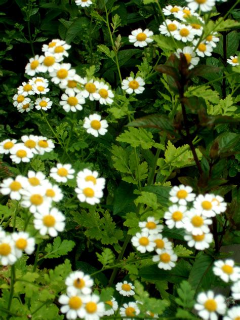 Feverfew - a perennial that you can plant in your yard or pot and use ...