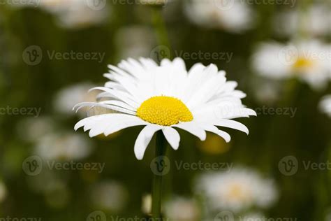 white daisy , flowers. 9404266 Stock Photo at Vecteezy