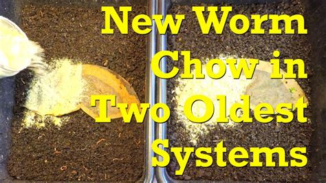 Red wigglers in two oldest systems are first to try new worm chow mix - vermicompost - YouTube