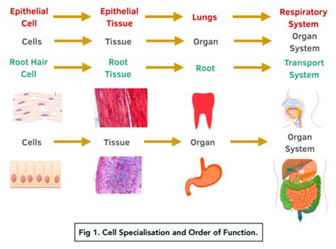 ᐉ Sperm Cells: Where They Produced and What Their Function Is?