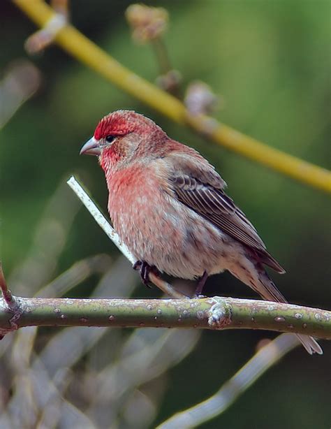 Purple Finch - Male - a photo on Flickriver