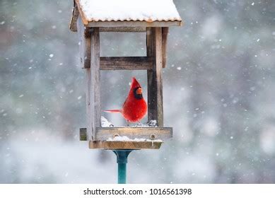 26,930 Winter bird feeder Images, Stock Photos & Vectors | Shutterstock