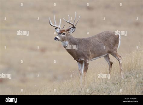 Ten point white tailed deer buck hi-res stock photography and images ...