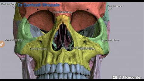 Bones of the Skull--Norma Frontalis ( Fore head, orbit, malar prominence, nasal aperture ...