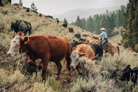 Alderspring Ranch, Idaho — An excerpt – Western Landowners Alliance