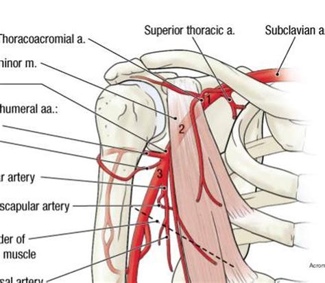 Pictures Of Axillary Artery | Healthiack