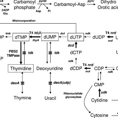 Thymidine biosynthetic pathway. The steps engineered in this study are... | Download Scientific ...