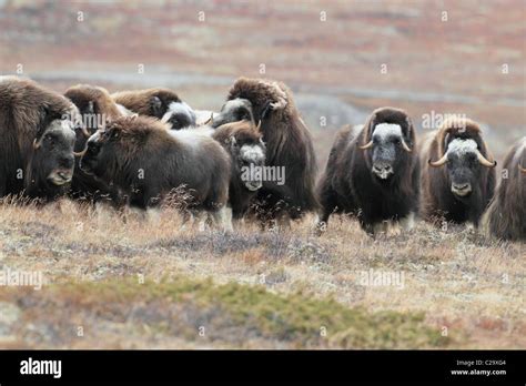 Musk ox herd autumn hi-res stock photography and images - Alamy