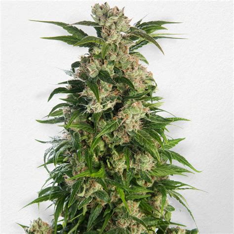 10 Best Sativa Strains for Your Productivity - WeedSeedShop