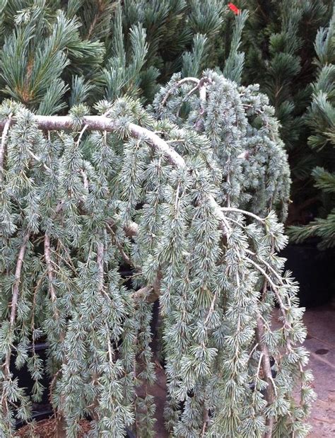 Cedrus atlantica 'Glauca Pendula' Weeping Blue Atlas Cedar from ...